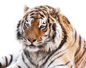 Cute tiger isolated on white background