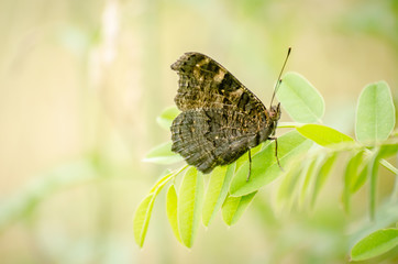 Fototapeta na wymiar The painted lady butterfly (Vanessa cardui)