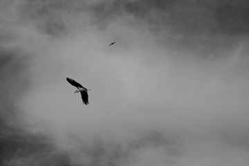 Birds flying in the sky