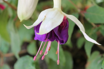 fiori di merano