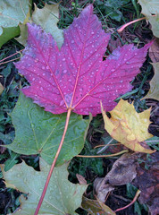 Purple maple leaf