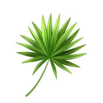 Vector 3d tropical palm leaf exotic vacation