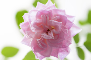 Pink rose and green leaves on a white background