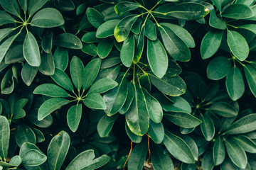 Tropical leaves texture background, dark green foliage