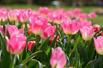 pink tulips