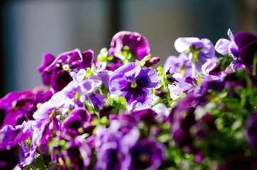 Obraz premium flower