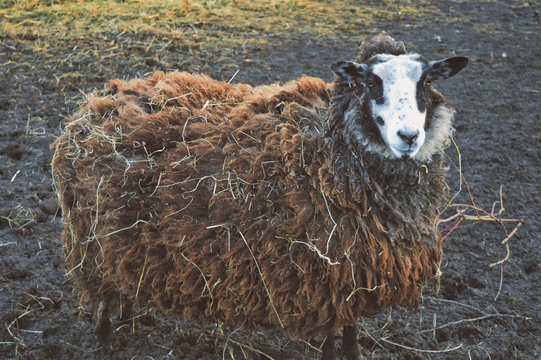 Brown zwartbles sheep at family farm.