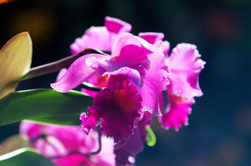 Obraz premium flower