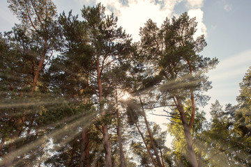 Sun ray beam through the tree branches