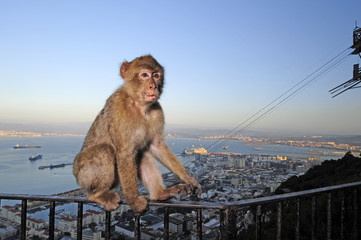 Berberaffe von Gibraltar (Macaca sylvanus) - Barbary macaque