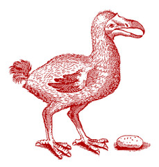 Extinct dodo raphus cucullatus in front of egg or gizzard stone. Red colored illustration after antique woodcut from 17th century © M