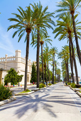 Palma de Mallorca seaside sightseeing palm trees walkway. Palma Mallorca famous marina promenade Passeig de Sagrera along luxury moored yachts and sailboats. Summer travel destination. © Stockphototrends