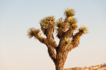 Yucca brevifolia Joshua Tree in Southern California
