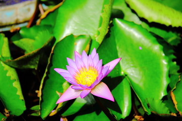лотос цветок зеленый розовый природа Таиланд Мальдивы   