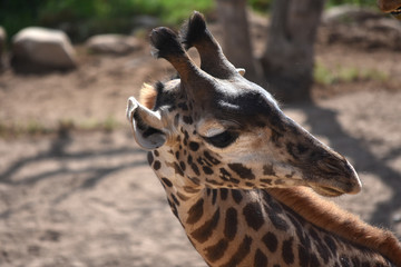 Awesome photo of a wild giraffe's face © dejavudesigns