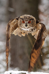 Eurasischer Uhu