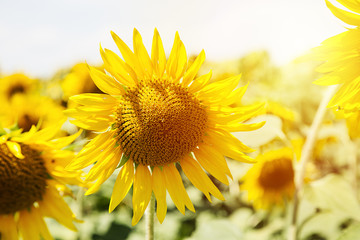 Obraz premium Beautiful sunflower on a sunflower field at sunset