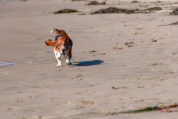 Basset hound at Pismo Beach Pier California