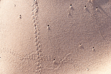 Oceano Dunes State Vehicular Recreation Area in California