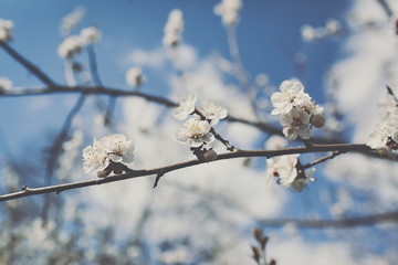Cherry blossoms against the blue sky. Spring.