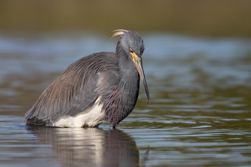 Tri-colored heron closely watching the water in search of a meal
