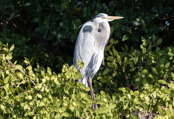 Perched great blue heron surrounded by Florida flora
