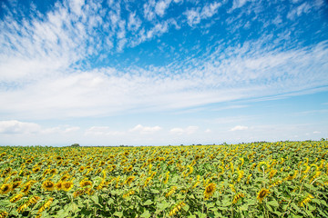 Landscape of sunflower field with a beautiful blue sky