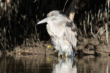Juvenile night heron sleeping in the shadows of the mangrove trees