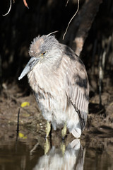 Juvenile night heron sleeping in the shadows of the mangrove trees
