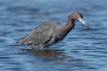 Little blue heron in search of a meal in the shallow waters of the lagoon