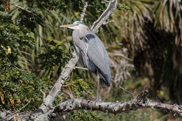 Perched great blue heron surrounded by Florida flora