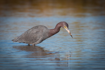 Little blue heron in search of a meal in the shallow waters of the lagoon