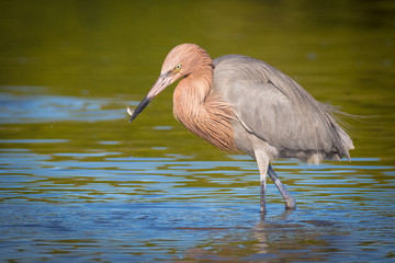 Reddish egret in search of a meal in the shallow waters of the lagoon