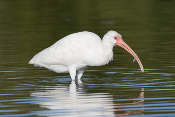 White ibis successfully fishing for crabs in the lagoon