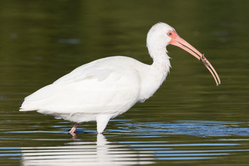 White ibis successfully fishing for crabs in the lagoon