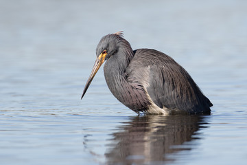Tri-colored Heron in search of a meal in the shallow waters of the lagoon