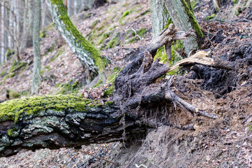 Old mossy tree trunk. Deciduous tree stand in Poland.