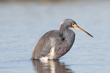 Tri-colored Heron in search of a meal in the shallow waters of the lagoon