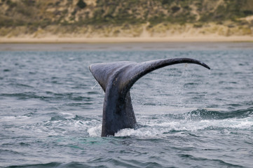 Naklejka premium Southern Right Whale tail, Patagonia, Argentina