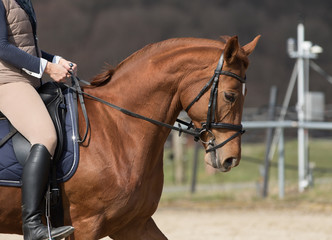 Fototapeta premium horse red fox in a cutout in the gait trot at the vertical during the groundwork..