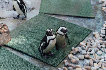 Couple of penguins on green carpet