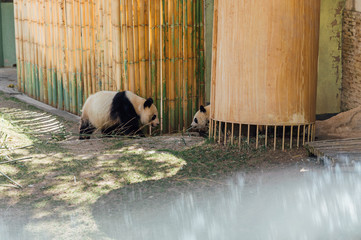 Two pandas are seen among the reeds in a zoo