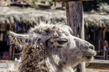 Portrait of a llama in Pisac, Peru
