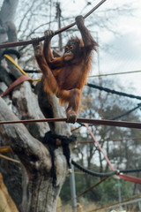 Monkey plays and jumps, on a cable at the zoo