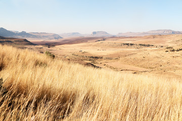   in south africa  land bush   and tree