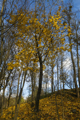 Obraz premium Beautiful trees set against the blue sky. Sunset at the autumn