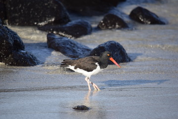 Shorebird in the Galapagos Islands