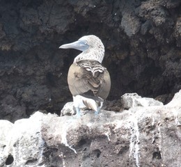 Blue Footed Booby in the Galapagos Islands