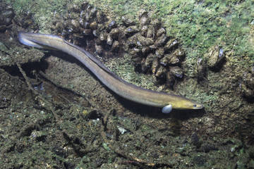 Eel fish (anguilla anguilla) in the beautiful clean river. Underwater shot in the river. Wild life animal. Eel in the nature habitat with nice background. - obrazy, fototapety, plakaty