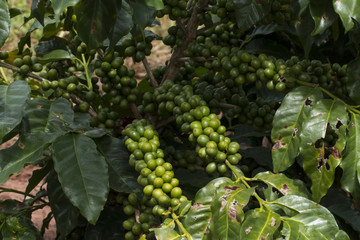 Coffee plantation farm in Brazil 